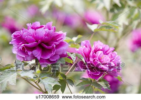 Stock Photo - Purple dahlias. Fotosearch