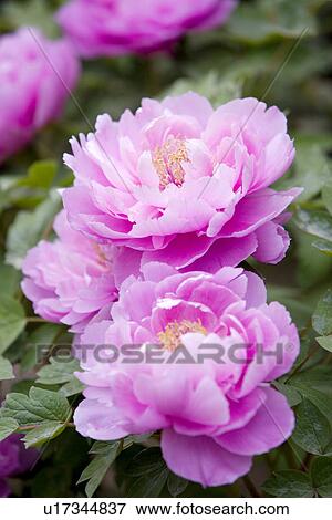 Stock Photo - Purple dahlias. Fotosearch