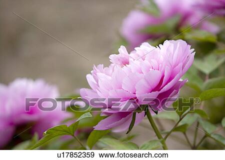 Stock Photo - Purple dahlias. Fotosearch