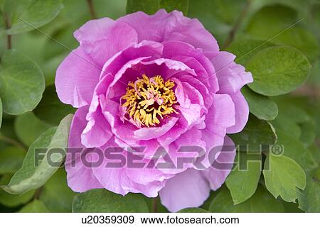 Stock Photo - Purple dahlias. Fotosearch