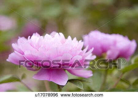 Stock Photograph - Purple dahlias. Fotosearch