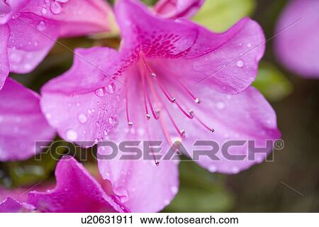 Purple Rhododendron View Large Photo Image Stock Image - Purple Rhododendron . Fotosearch