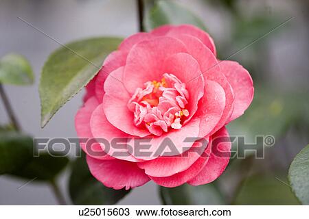 Red Camellia, close up View Large Photo Image Stock Image - Red Camellia, close up. Fotosearch