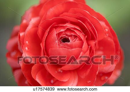 Red camellia detail View Large Photo Image Stock Photo - Red camellia detail. Fotosearch