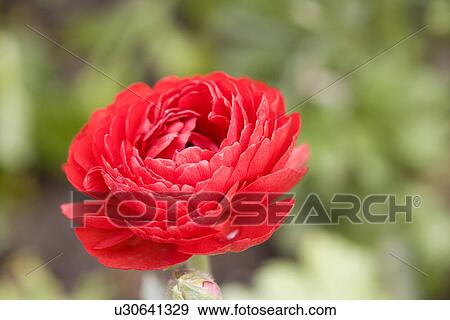 Stock Photo - Red dahlias, close up. Fotosearch