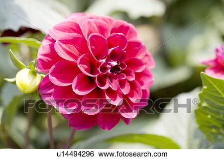 Stock Photograph - Red dahlias, close up. Fotosearch