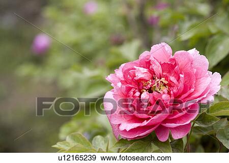 Stock Photo - Red dahlias detail. Fotosearch