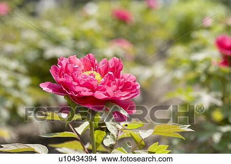 Picture - Red dahlias. Fotosearch