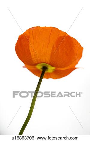 Single corn poppy View Large Photo Image Stock Photograph - Single corn poppy. Fotosearch
