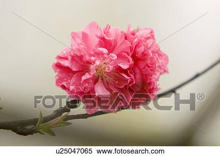 Stock Photography - Single flower on branch. Fotosearch