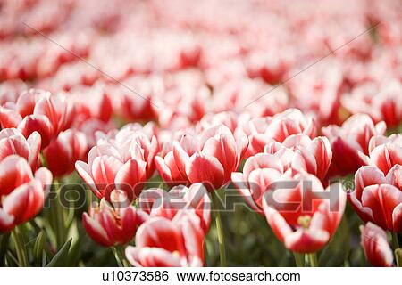 Tulip field View Large Photo Image Stock Photograph - Tulip field. Fotosearch