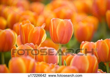 Stock Image - Tulips, close-up (focus on foreground). Fotosearch