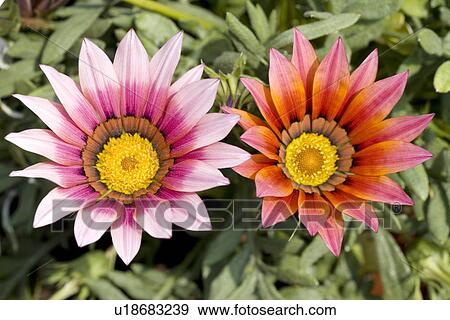 Two Sunflowers View Large Photo Image Stock Photo - Two Sunflowers. Fotosearch