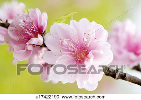 Two-tone cherries on branch View Large Photo Image Stock Image - Two-tone cherries on branch. Fotosearch