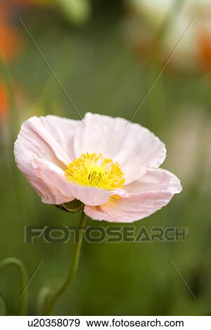 Stock Photo - Two tone corn poppy on stem. Fotosearch
