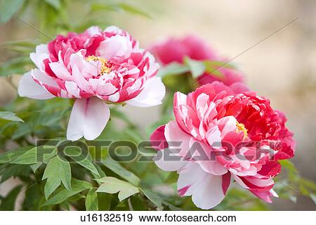 Two tone dahlia, close up, View Large Photo Image Stock Photo - Two tone dahlia, close up,. Fotosearch