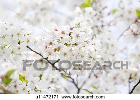 Stock Image - White Cherry Blossom . Fotosearch