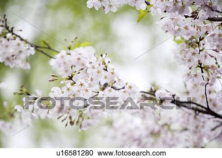 Stock Image - White cherry blossom. Fotosearch