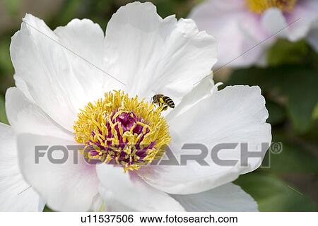 White dahlias and honey bee View Large Photo Image Stock Photograph - White dahlias and honey bee. Fotosearch