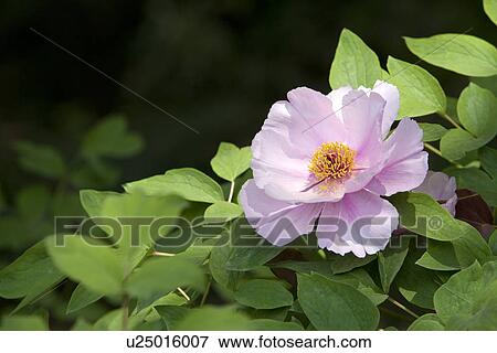 White dahlias, close up View Large Photo Image Stock Photo - White dahlias, close up. Fotosearch