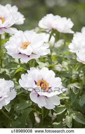 White dahlias flowers View Large Photo Image Stock Photo - White dahlias flowers. Fotosearch