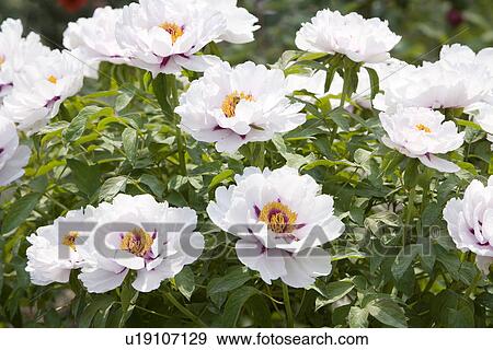 White dahlias View Large Photo Image Stock Photo - White dahlias. Fotosearch