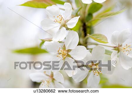 Stock Image - White Flowers. Fotosearch