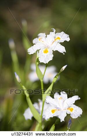 White Iris View Large Photo Image Stock Image - White Iris . Fotosearch