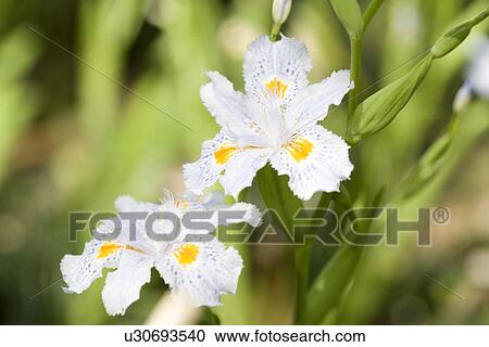 White Iris View Large Photo Image Stock Image - White Iris . Fotosearch