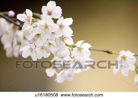White plum blossom View Large Photo Image Stock Photo - White plum blossom. Fotosearch