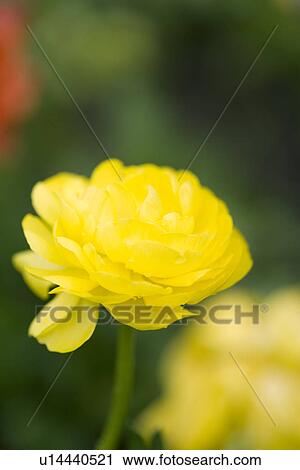 Stock Image - Yellow dahlias, close up. Fotosearch