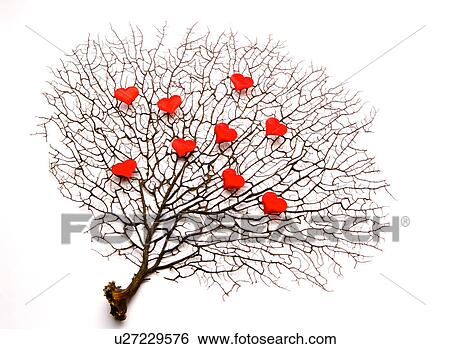 Love tree View Large Photo Image Stock Photograph - Love tree. Fotosearch