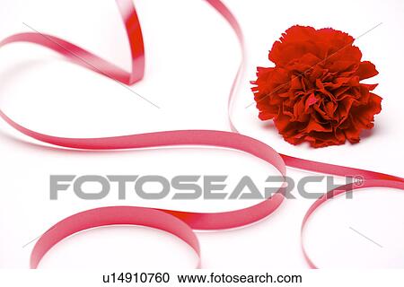 Ribbon and flower View Large Photo Image Stock Image - Ribbon and flower. Fotosearch