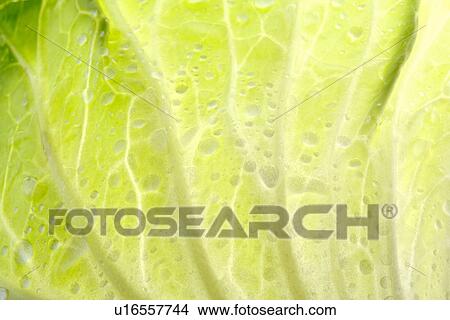 Picture - A cabbage leaf, close-up.. Fotosearch