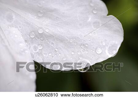 Azalea with dews, close up View Large Photo Image Stock Image - Azalea with dews, close up. Fotosearch