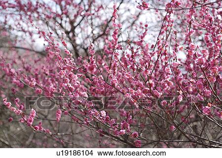 Picture - Cherry tree in bloom. Fotosearch