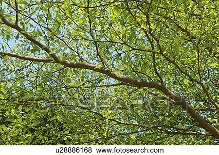 Cherry tree, Japan View Large Photo Image Stock Photo - Cherry tree, Japan. Fotosearch