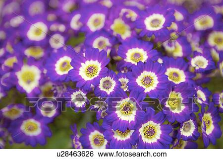 Stock Photograph - Cineraria, close up, full frame. Fotosearch