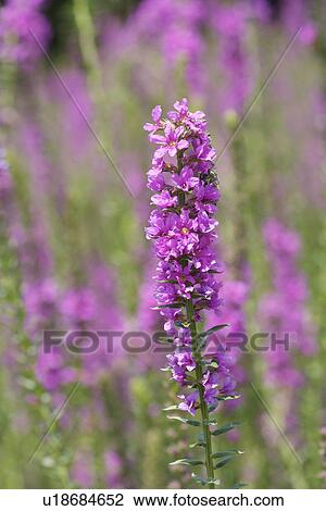Stock Image - Clary, close up. Fotosearch