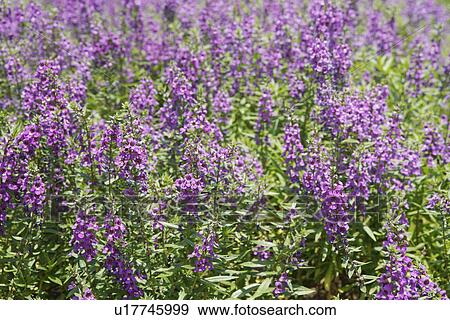 Stock Photo - Clary field. Fotosearch