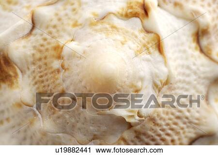 Stock Image - Conch shell, close-up. Fotosearch