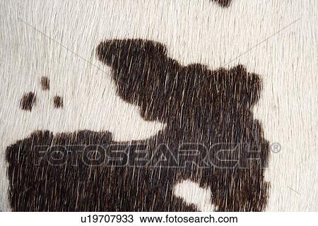 Cowhide, full frame View Large Photo Image Stock Image - Cowhide, full frame. Fotosearch