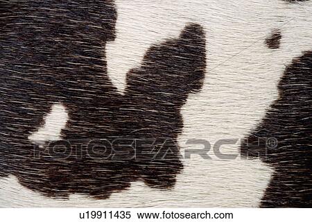 Stock Photography - Cowhide, full frame. Fotosearch