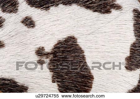 Cowhide View Large Photo Image Stock Photography - Cowhide. Fotosearch