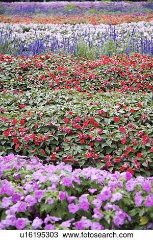 Stock Image - Cultivated flower field. Fotosearch