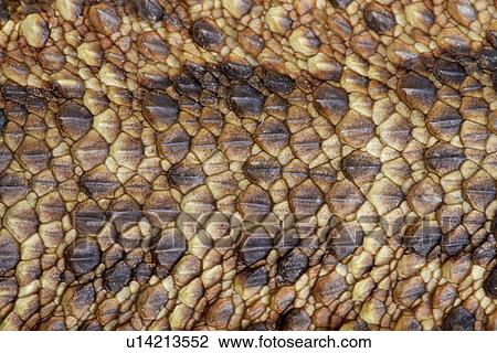 Stock Image - Detail of lizard, full frame. Fotosearch