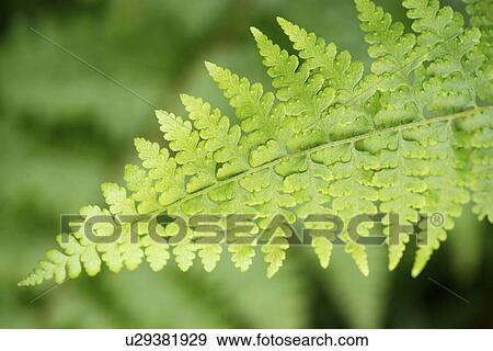 Fern's leaf, selective leaf View Large Photo Image Stock Photo - Fern's leaf, selective leaf. Fotosearch