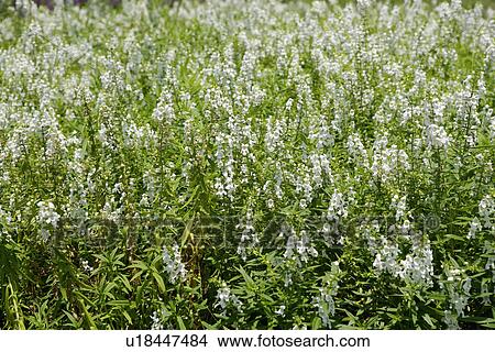 Field of claries View Large Photo Image Picture - Field of claries. Fotosearch