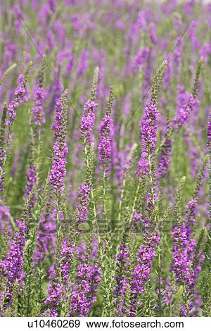 Stock Photo - Field of claries. Fotosearch