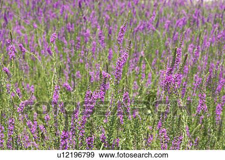 Field of Claries View Large Photo Image Stock Photo - Field of Claries. Fotosearch